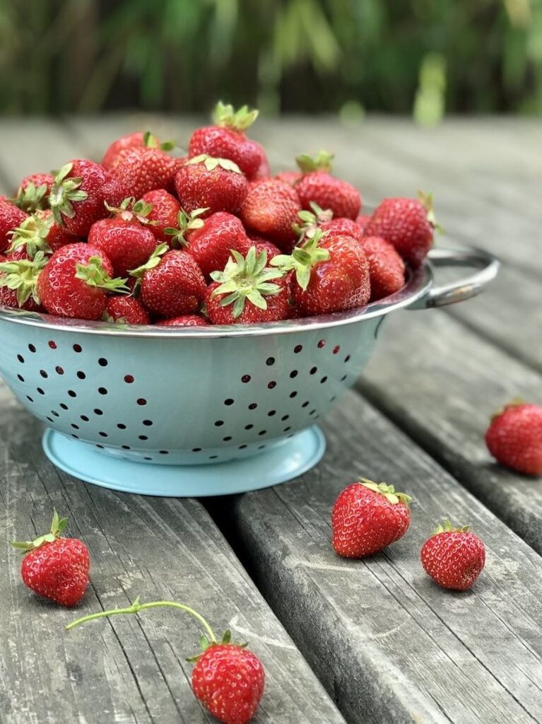 Erdbeeren-frisch-vom-Feld